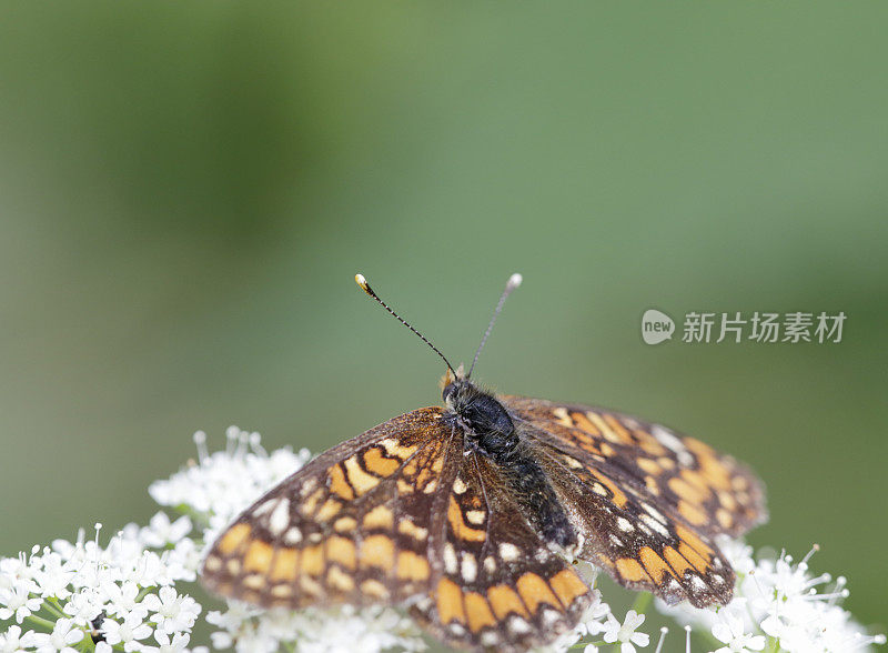 稀缺的毛茸茸 （尤菲德里亚斯 · 马图纳）